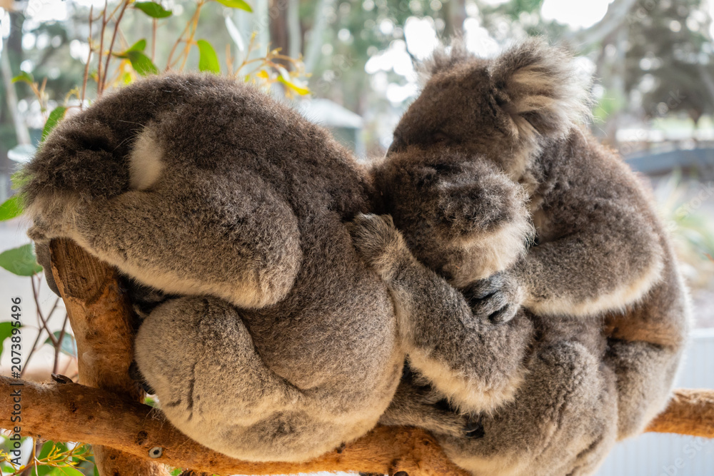 Fototapeta premium Two koalas resting on tree branches in Kangaroo Island, Australia
