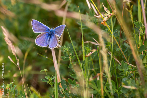 Obraz na płótnie Adonis Blue Butterfly