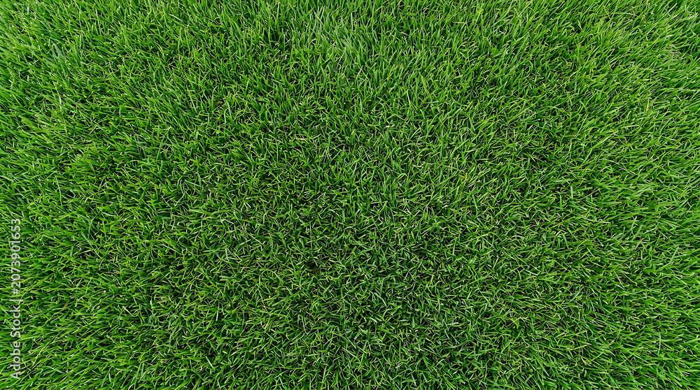 Obraz premium Lush green grass texture full frame
