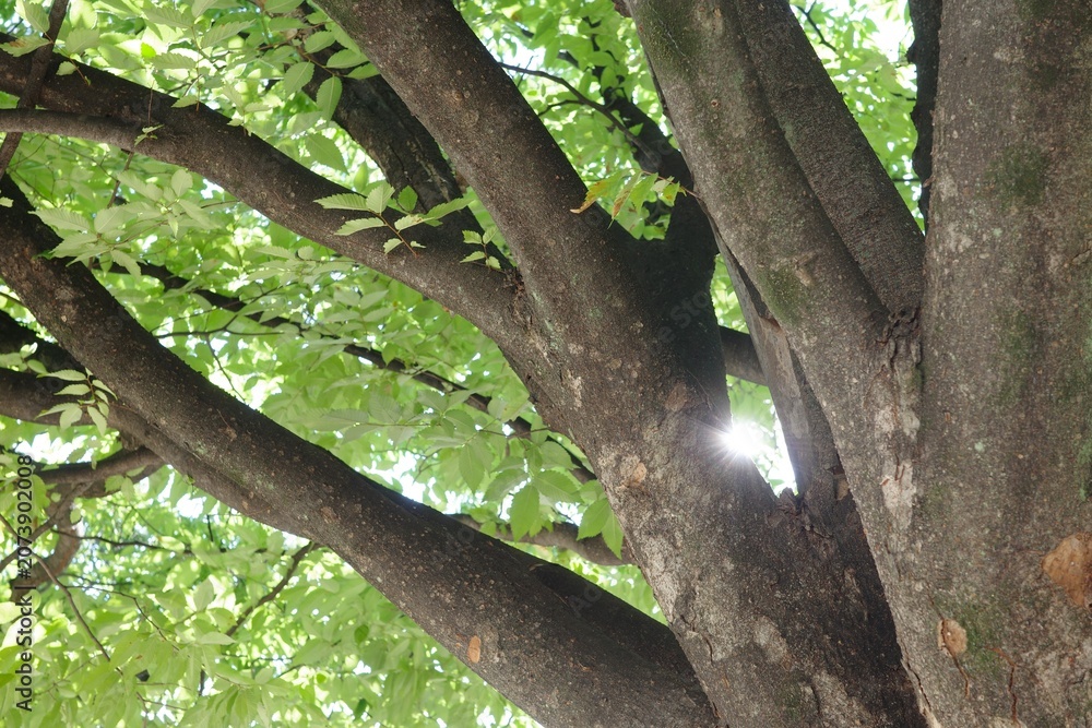 Fototapeta premium Sunlight shining through the green leaves and branches of a large tree