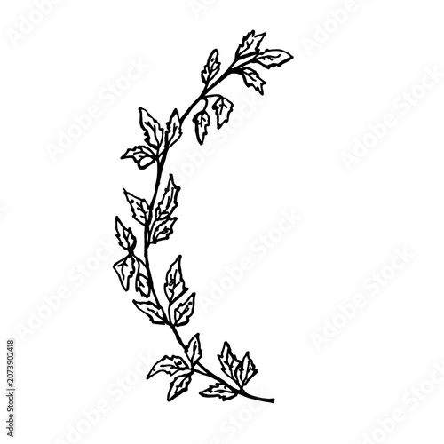 Black and white ink illustration of a poisonous plant. A hand drawn, monochrome ivy sketch in a simple, childlike style, available in EPS format. Halloween doodles for cards, posters, and packaging.