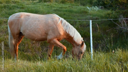 Palomino horse grazing on a green pasture. Golden sunlit equine eating grass in a field. Rural livestock scenery near a fence. Domestic mammal in nature life.