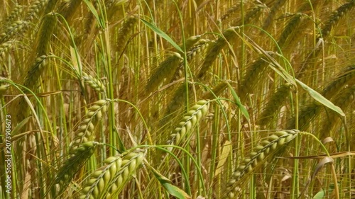 Close-up of ripe barley ears with long awns in the wind, cereal crop.