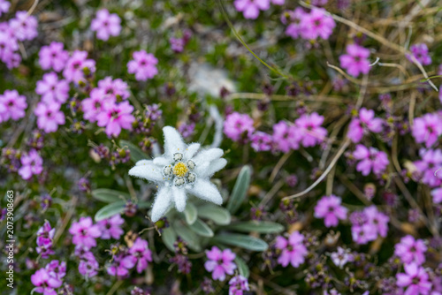 Bild auf Leinwand Edelweiss, Leontopodium nivale, Leontopodium alpinum