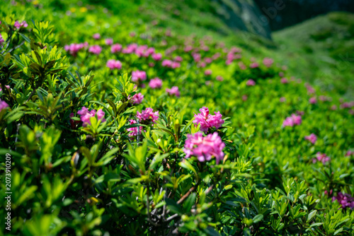 Rhododendron ferrugineum, alpenrose