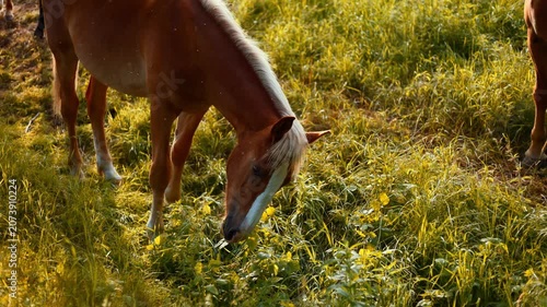 Brown horse standing in a green pasture. Portrait of a beautiful mare with a white blaze on its face. Animal in nature, rural lifestyle and equestrian theme.