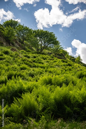 forest view