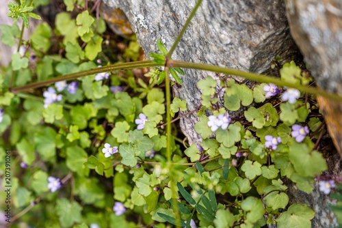 MOSS CAMPION, wild flower in the alps