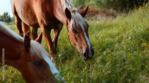 Brown horse standing in a green pasture. Portrait of a beautiful mare with a white blaze on its face. Animal in nature, rural lifestyle and equestrian theme.