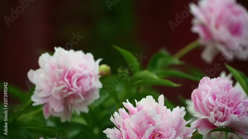 Macro video of blooming pink peonies with a dark green blurred background. Natural light highlights the flower petals. Ideal for wedding films, editorial projects, and floral backgrounds.