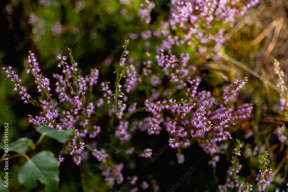 Obraz premium varied beautiful forest vegetation in daylight 