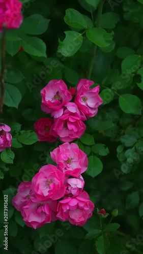 Pink rose flowers with green leaves on rose bush. Close up flower video. Garden flowers and ornamental horticulture concept. Design for banner. Macro shot video