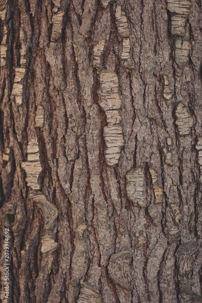 Fototapeta premium Nature's intricate embrace of a tree trunk reveals the beauty of bark patterns and textures under soft sunlight during a peaceful afternoon in a lush forest