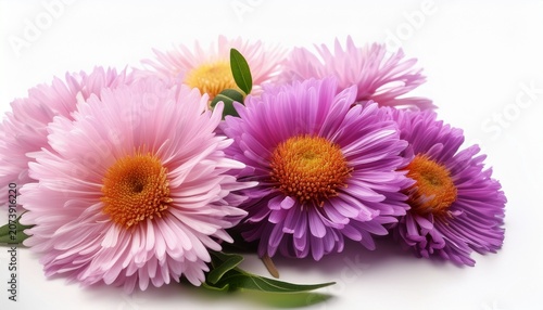 Aster Flower Isolated On White