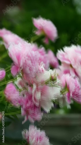 Close-up macro video of pink peony flowers with buds and green leaves growing in a garden. Blooming ornamental plants in spring. Natural floral background.