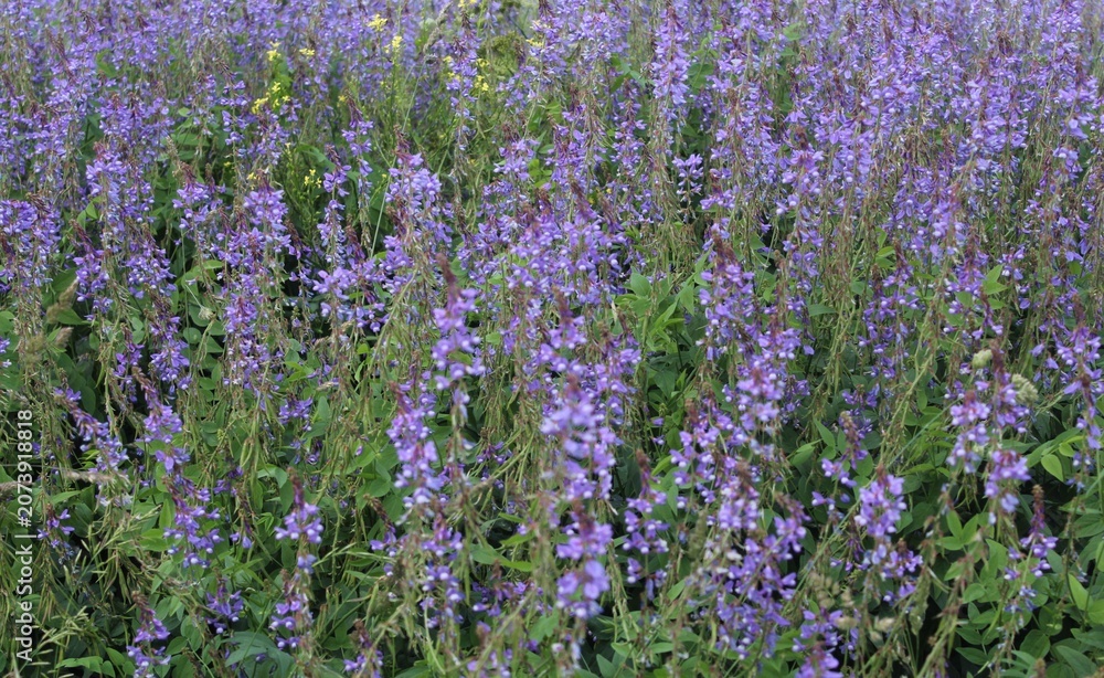 Fototapeta premium Purple Wildflower Meadow Field Closeup