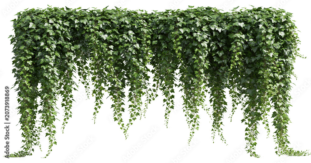 Fototapeta premium Green hanging ivy plant border on transparent background
