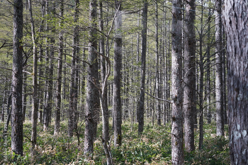 Fototapeta premium Fresh larch forest trees trunk close up in spring