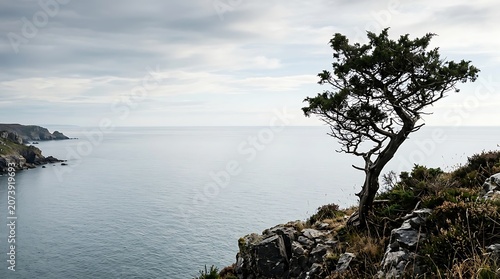Solitary windswept tree standing on a rocky cliff overlooking the sea