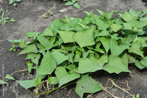 Sweet potato plant growing in garden soil, organic farming, healthy green leaves