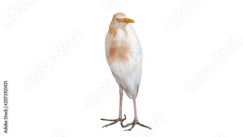 isolated adult cattle egret standing from the front, bird with color changing during mating season