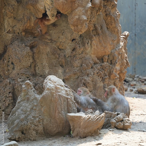 two monkey enjoying the morning in the zoo, monkey and faux rocks in outdoor