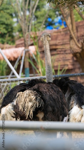 the back portrait of ostrich feathers in the zoo