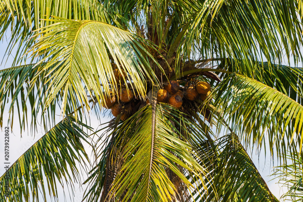 Fototapeta premium Close up of a tropical coconut palm tree full of ripe brown coconuts and green fronds