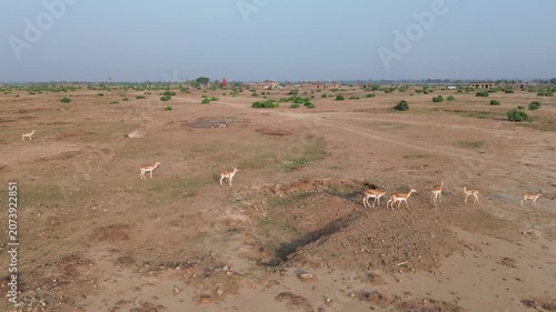 A wide cinematic shot of a large herd of deer spread across an open grassland. Some deer are walking, some grazing, a few lifting their heads and looking around. Soft morning light, natural