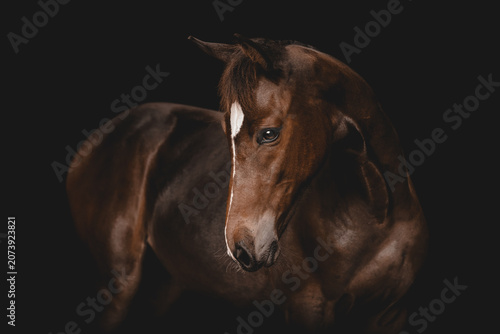 Graceful dark brown horse on black background