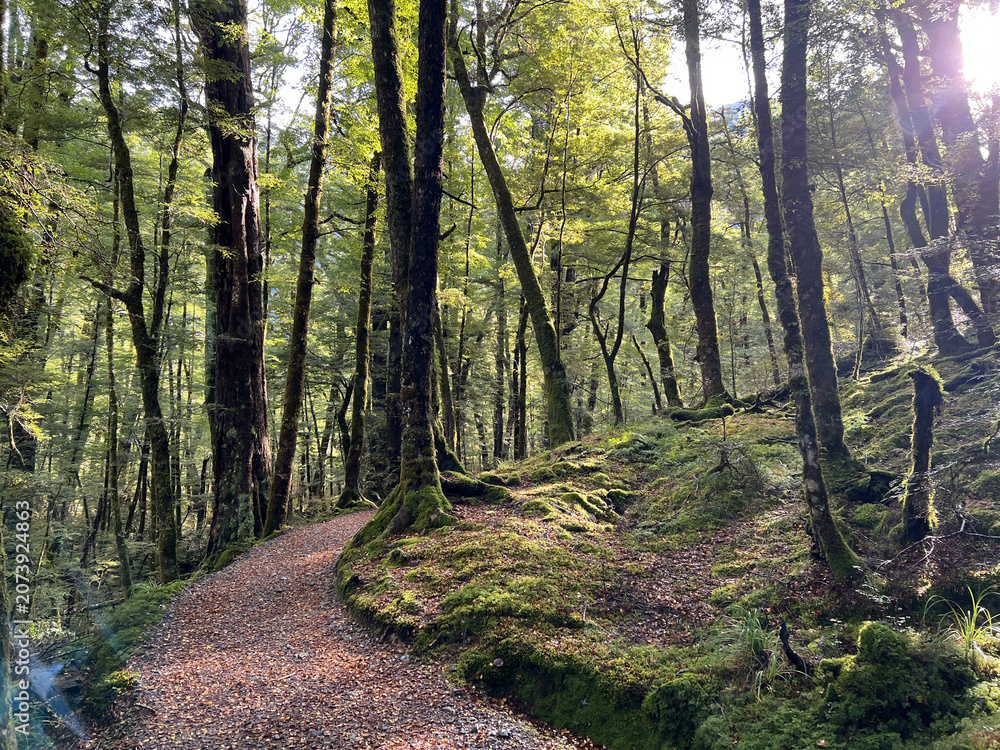 Fototapeta premium Sunlit Forest Path Through Ancient Beech Trees in New Zealand