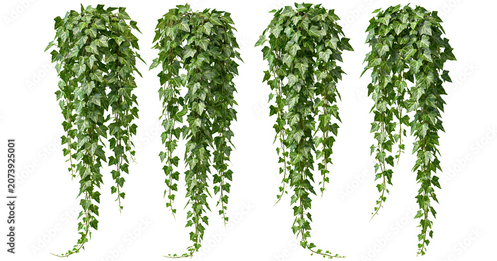 Fototapeta premium Set of hanging green ivy plants on transparent background