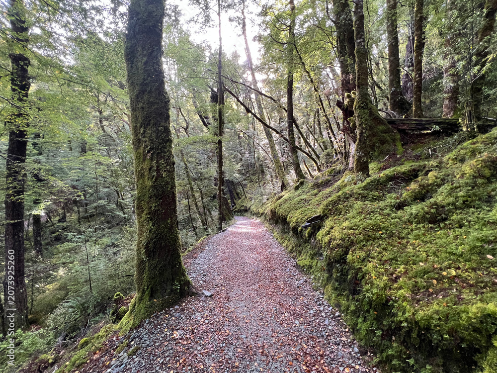 Fototapeta premium Gravel Hiking Path Through Lush Mossy Beech Forest in New Zealand
