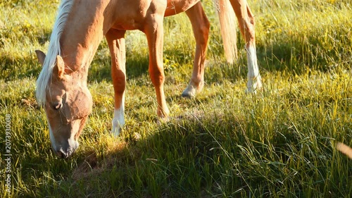 Palomino horse walking through a grassy meadow. Golden stallion grazing in the field. Animal in natural habitat, outdoor setting, wildlife and equine concept.