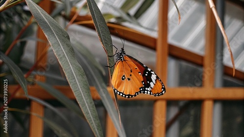 Cuadro en lienzo Closeup of Plain Tiger Butterfly or African queen Butterfly (Danaus chrysippus chrysippus) hang on green leaf with green nature