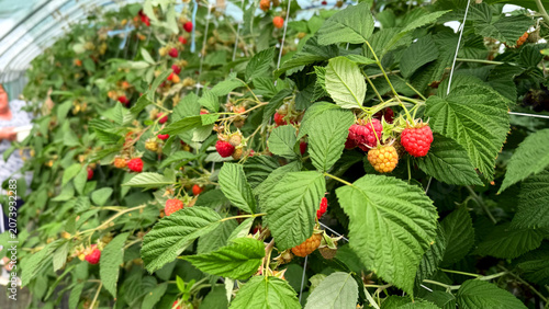 Ripe red and yellow raspberries growing on green bushes inside a greenhouse with blurred figures of people harvesting in the background