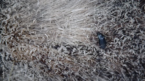 The decomposition of an animal's corpse in nature. Small dark beetle resting right of center on pale tangled hair with glossy shell, strong surface