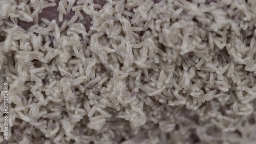 The decomposition of an animal's corpse in nature. Pale insect larvae packed across dark decaying organic surface in extreme close view, showing dense