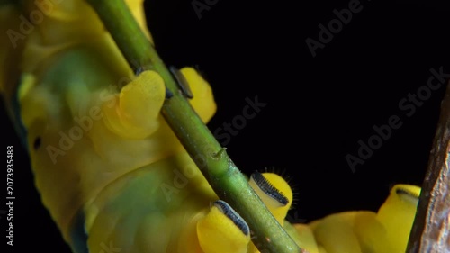 Large caterpillar sitting and crawling on a twig. Close-up view of its legs and feet in motion. Detailed insect wildlife macro shot for nature projects.