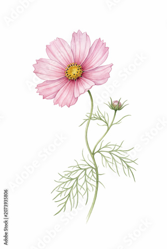 Cosmos