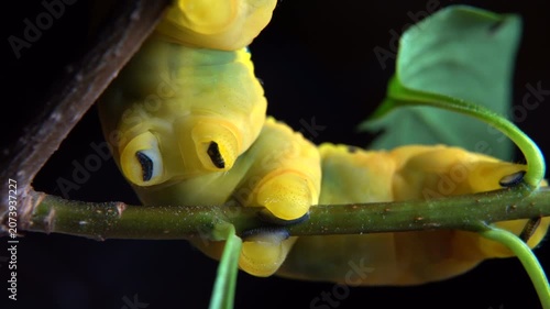 Large caterpillar sitting and crawling on a twig. Close-up view of its legs and feet in motion. Detailed insect wildlife macro shot for nature projects.