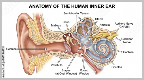Tableau sur toile Detailed Diagram of the Anatomy of the Human Inner Ear with Labels for Medical E