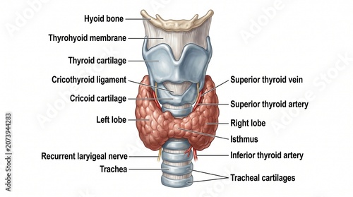 Cuadro en lienzo Medical illustration of human thyroid gland and larynx anatomy with labels, including cartilages, blood vessels, and nerves