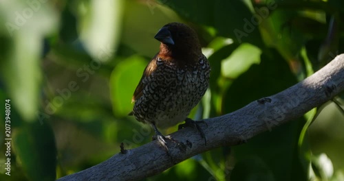 Scaly Breasted Munia bird close-up in natural environment in Mauritius - C4K