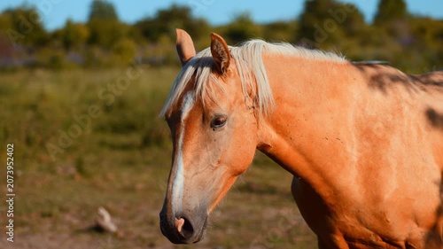 Palomino horse standing in a meadow on a sunny day. Portrait of a beautiful animal in a peaceful rural environment. Concept of nature, livestock care, and equestrian lifestyle.