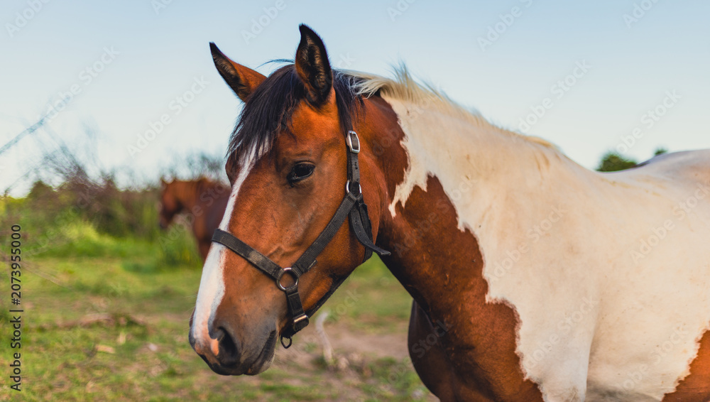 Obraz premium Horse standing in a meadow during summer. Domestic animal on the farm. Equine beauty in nature. Concept of animal husbandry and rural lifestyle. Equestrian sport and countryside freedom.