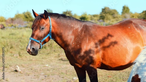Horse standing in a meadow during summer. Domestic animal on the farm. Equine beauty in nature. Concept of animal husbandry and rural lifestyle. Equestrian sport and countryside freedom.