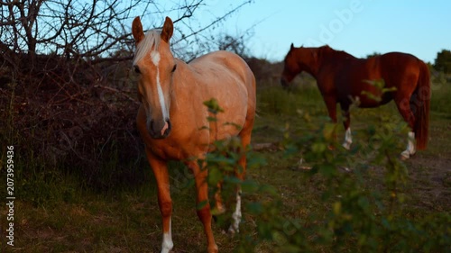 Horse standing in a meadow during summer. Domestic animal on the farm. Equine beauty in nature. Concept of animal husbandry and rural lifestyle. Equestrian sport and countryside freedom.