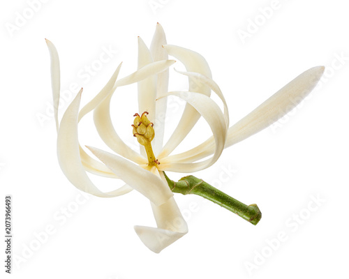 Фотография White champaca flower isolated on transparent background with clipping path