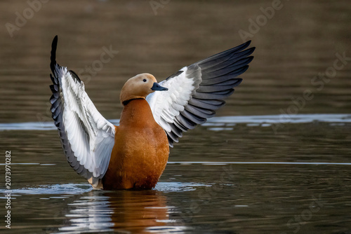 Rostgans  (Tadorna ferruginea)